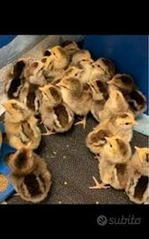 PULCINI DORKING ARGENTO silver-grey Dorking