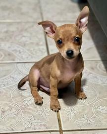 Pinscher Cuccioli