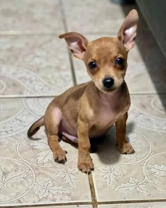 Pinscher Cuccioli