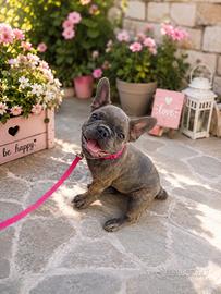 Bulldog francese