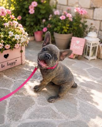 Bulldog francese