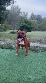 Disponibili per monte Staffordshire Bull Terrier