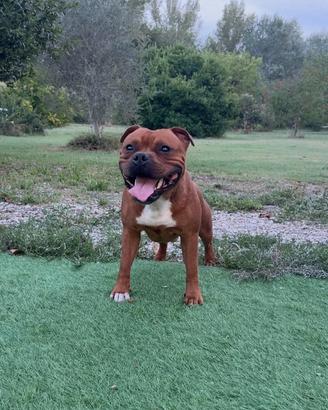 Disponibili per monte Staffordshire Bull Terrier