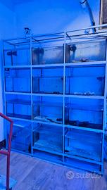 Vasche pesci per negozio