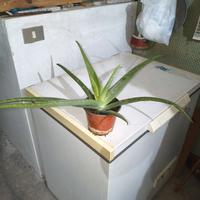 piantine