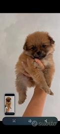 CUCCIOLO SPITZ MINI TOY DA BORSETTA 
