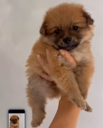 CUCCIOLO SPITZ MINI TOY DA BORSETTA 