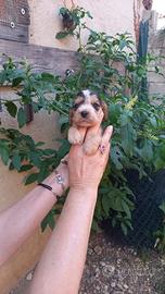 Cuccioli di Cocker Spaniel