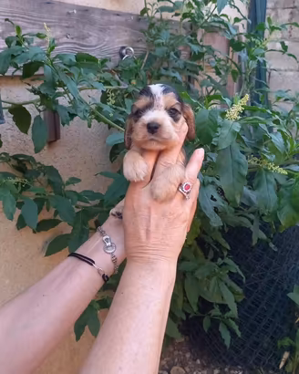 Cuccioli di Cocker Spaniel
