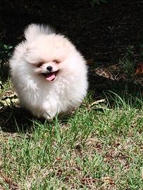 Volpino di Pomerania