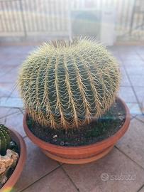 Piante