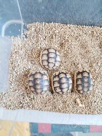 Tartaruga di terra Testudo graeca anamurensis