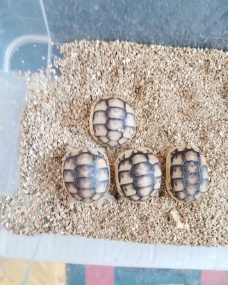 Tartaruga di terra Testudo graeca anamurensis