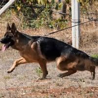 Pastore tedesco cucciolona