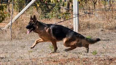 Pastore tedesco cucciolona