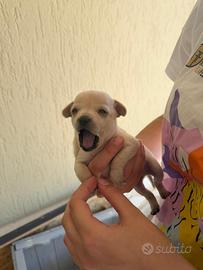Animali