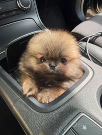 Spitz pomerania nano