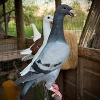 Animali vari