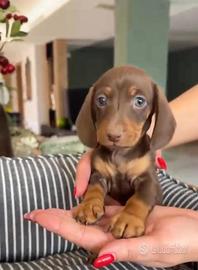 Bassotti che passione