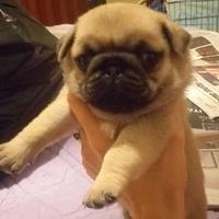 Cuccioli di carlino sabbia e neri