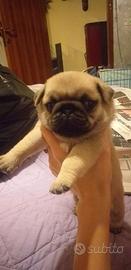 Cuccioli di carlino sabbia e neri