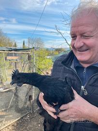 Gallo Ayam Cemani 4 mesi e mezzo