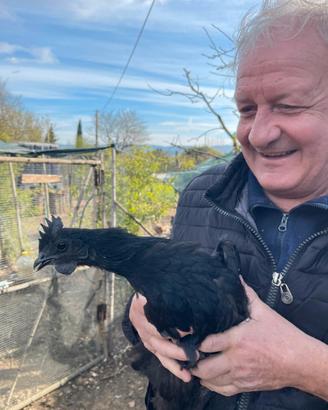 Gallo Ayam Cemani 4 mesi e mezzo