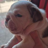 Bulldog Inglese Cuccioli