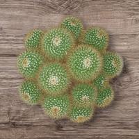 Composizioni piante grasse