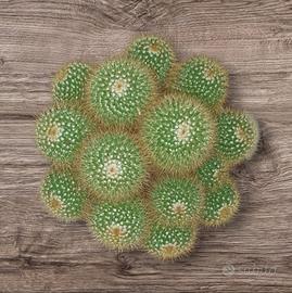 Composizioni piante grasse