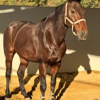 Cavalla kwpn del 2015 figlia di Verdi per brevetti