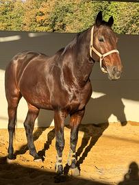 Cavalla kwpn del 2015 figlia di Verdi per brevetti