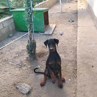 Dobermann