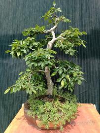 Bonsai di carpino campestre coltivazione decennale