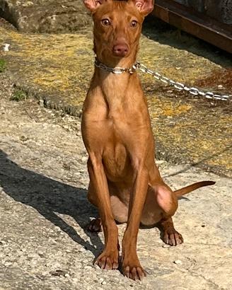 Cirneco dell'Etna cane da caccia al coniglio