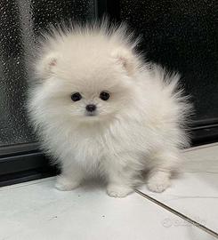 VOLPINI SPITZ di POMERANIA CUCCIOLI disponibili