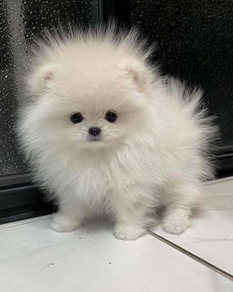VOLPINI SPITZ di POMERANIA CUCCIOLI disponibili