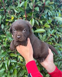 Labrador marroni chocolate M e F