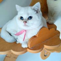 Gattini di pura Razza British Shorthair 4 mesi