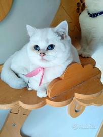 Gattini di pura Razza British Shorthair 4 mesi