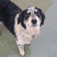 Cucciola di 6 mesi maremmano-mix border collie