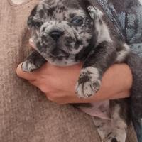Bulldog francese esotico 500 a Catania