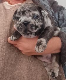 Bulldog francese esotico 500 a Catania