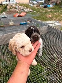 Lagotto romagnolo