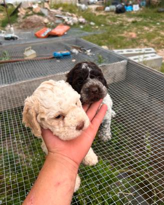 Lagotto romagnolo