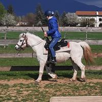 Pony olandese