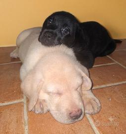 Labrador favolosi