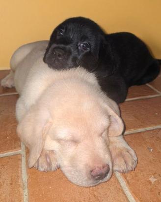 Labrador favolosi
