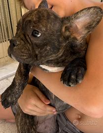Buldog francese