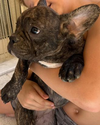 Buldog francese